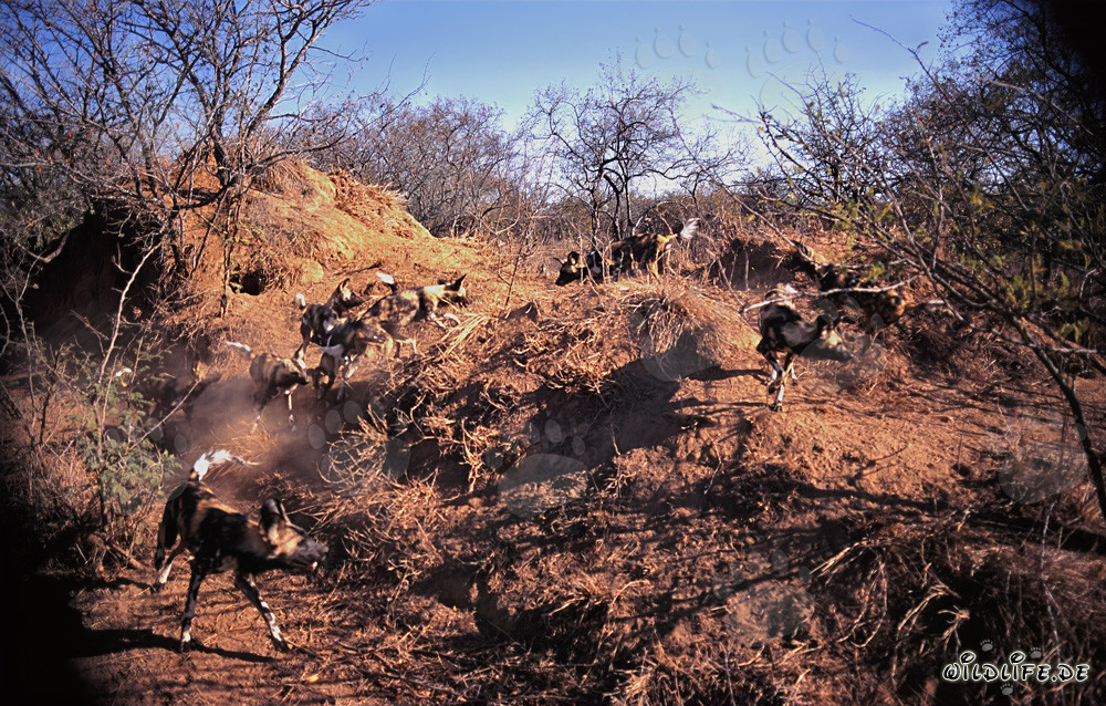 Fascinants Lycaon pictus dans la savane africaine