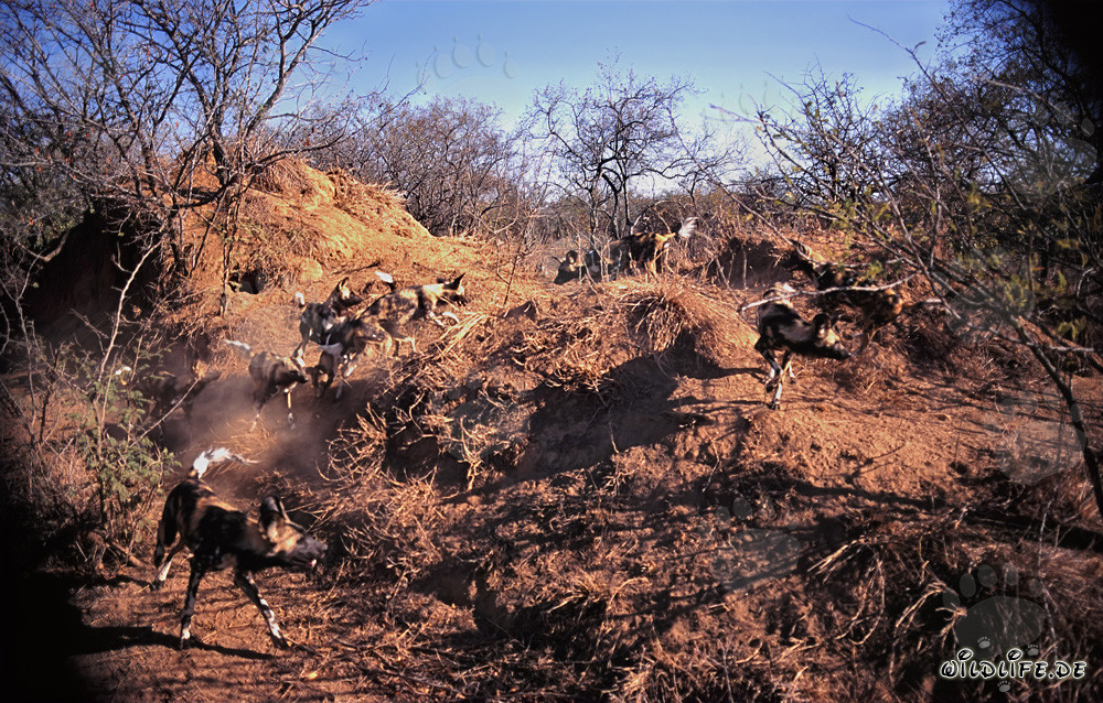 Fascinantes Perros Salvajes Africanos en la sabana