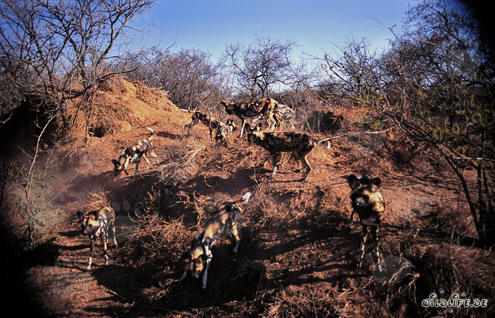 Fascinating African Wild Dogs in the Savannah