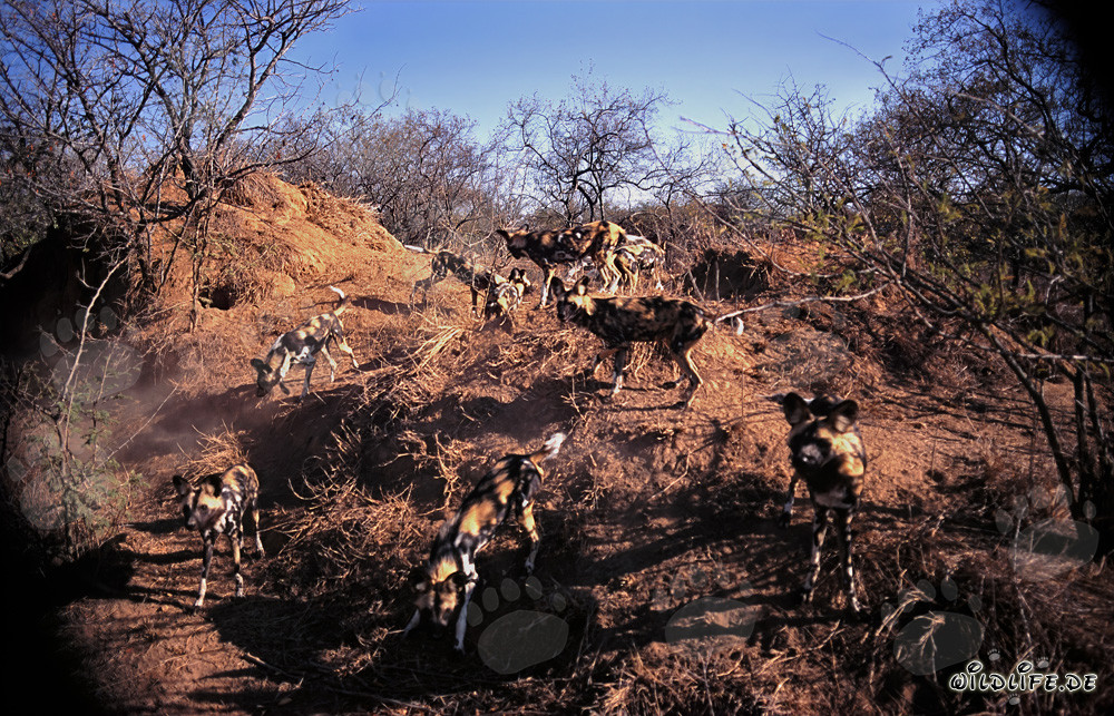 Faszinierende Afrikanische Wildhunde in der Savanne