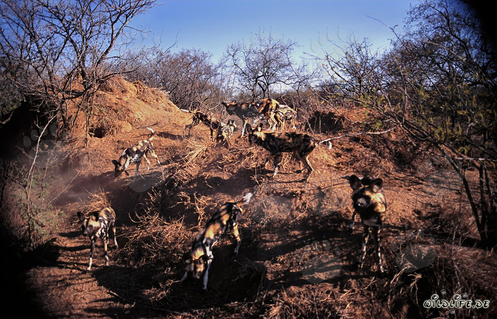 Affascinanti Cani Selvatici Africani nella savana
