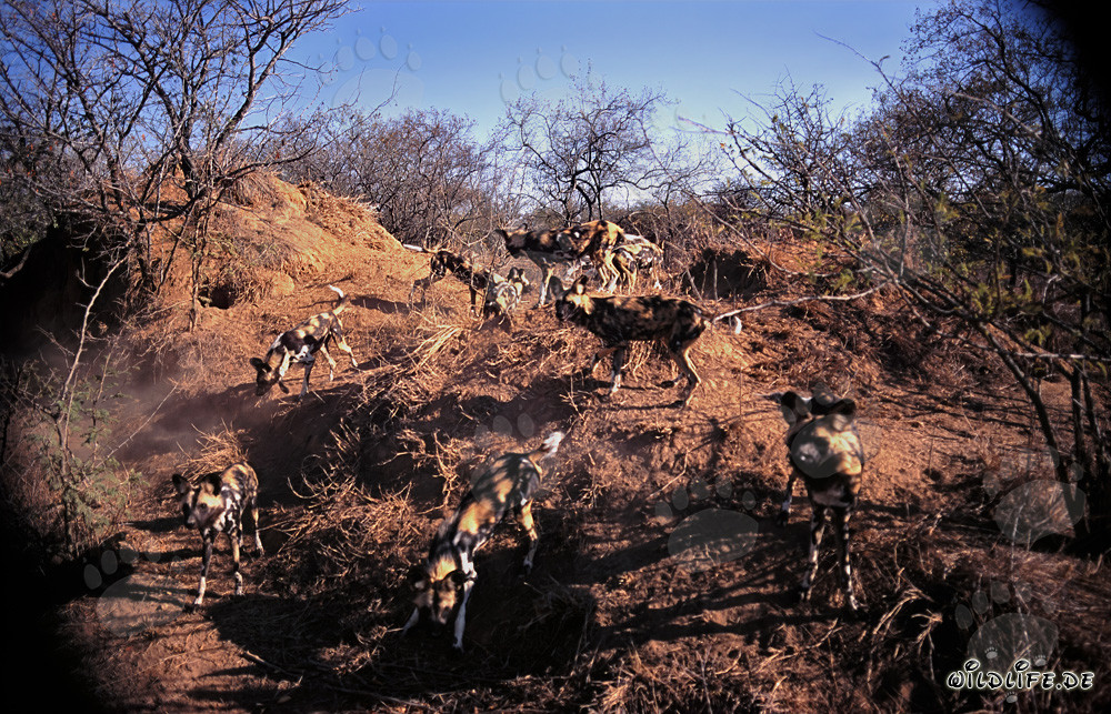 Fascinants Lycaon pictus en savane africaine