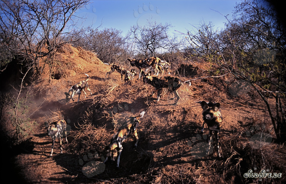 Fascinantes Perros Salvajes Africanos en la sabana