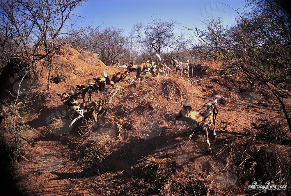Fascinating African Wild Dogs - Majestic Hunters of the Savanna