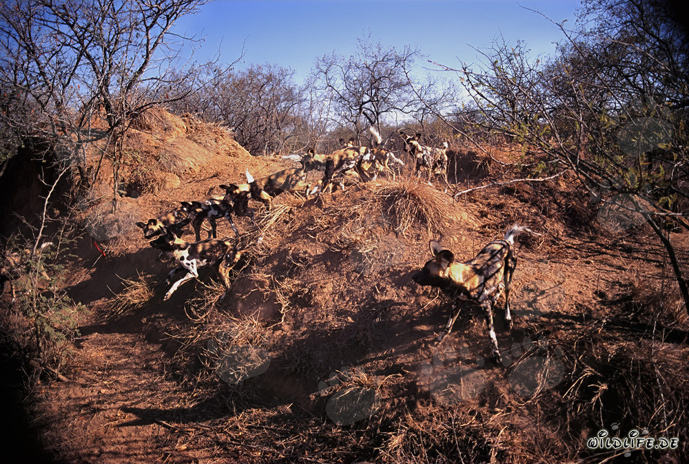 Faszinierende Afrikanische Wildhunde - Majestätische Jäger der Savanne