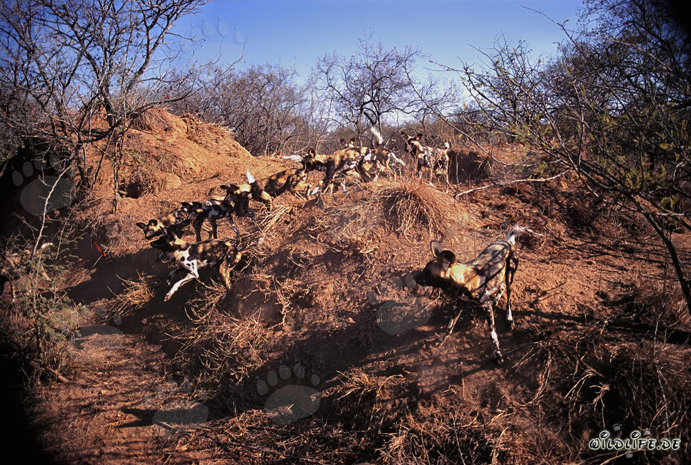 Affascinanti Cani selvatici africani - Maestosi cacciatori della savana
