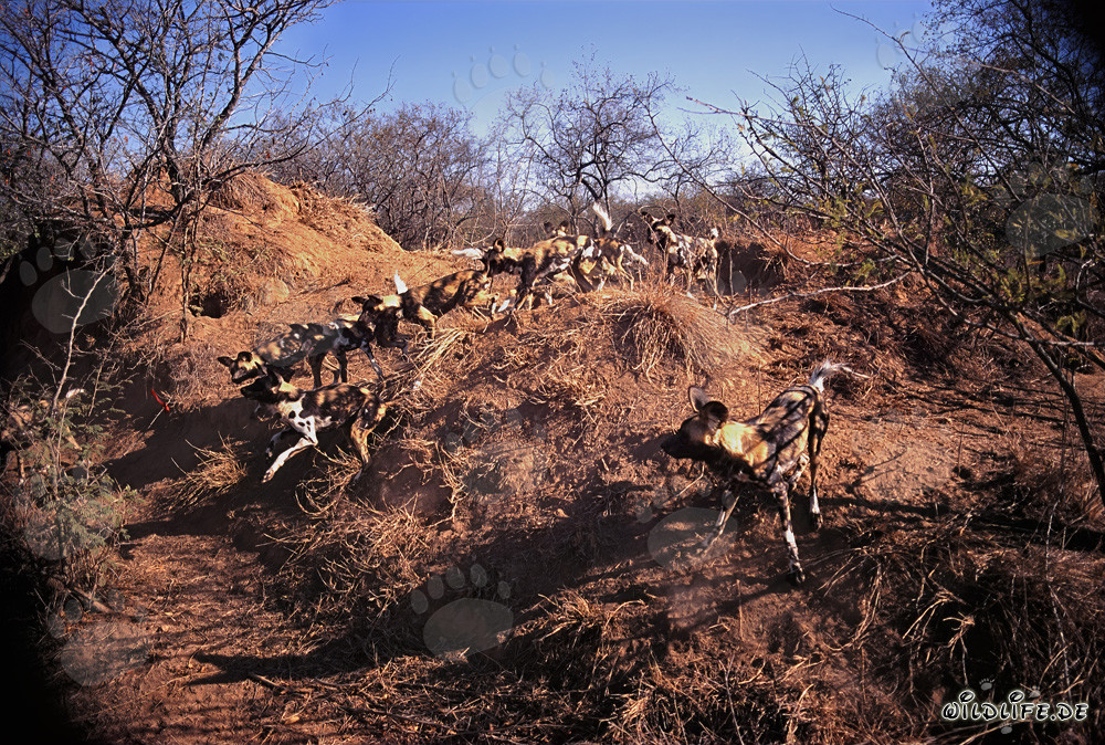 Fascinants Chiens sauvages africains - Chasseurs majestueux de la savane
