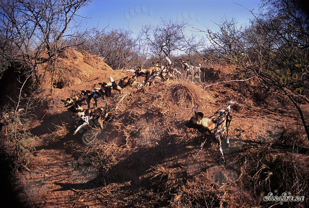 Fascinantes Perros salvajes africanos - Majestuosos cazadores de la sabana