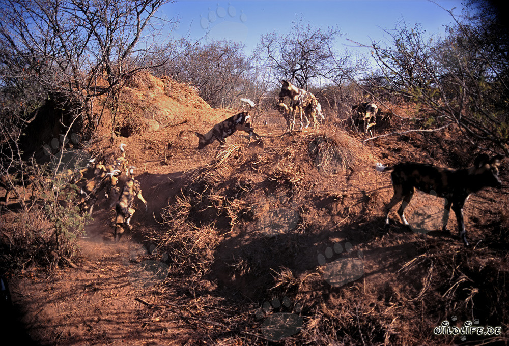 Observing Fascinating African Wild Dogs in the Savannah