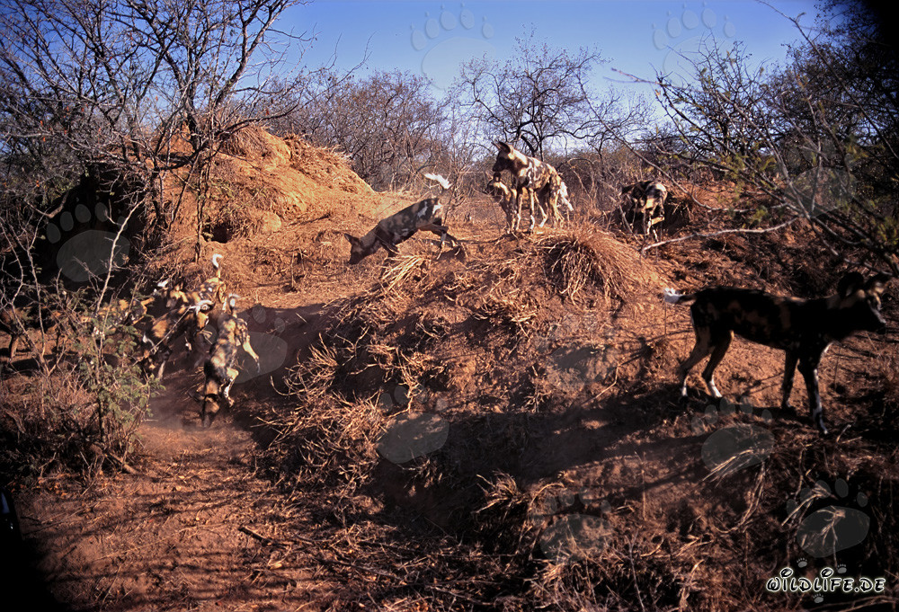 Faszinierende Afrikanische Wildhunde in der Savanne beobachten