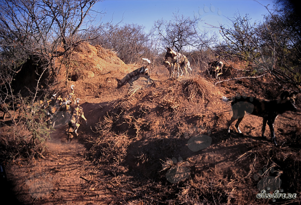 Osserva i fascinanti cani selvatici africani nella savana