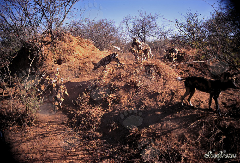 Observer les fascinants lycaons d'Afrique dans la savane