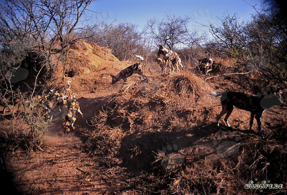 Observa a los fascinantes perros salvajes africanos en la sabana