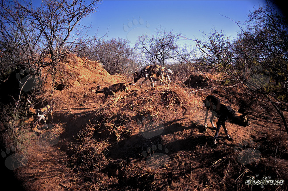 Fascinating African Wild Dogs in the Savannah