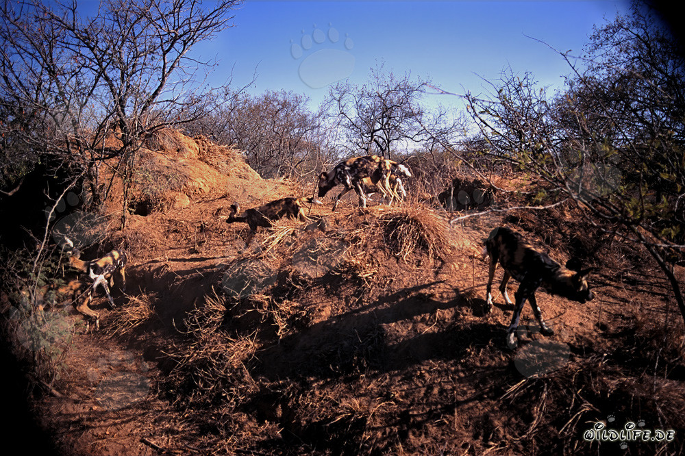 Faszinierende Afrikanische Wildhunde in der Savanne
