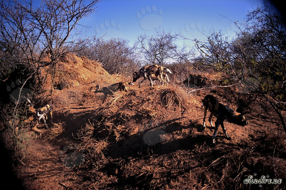 Fascinants Chiens sauvages africains dans la savane