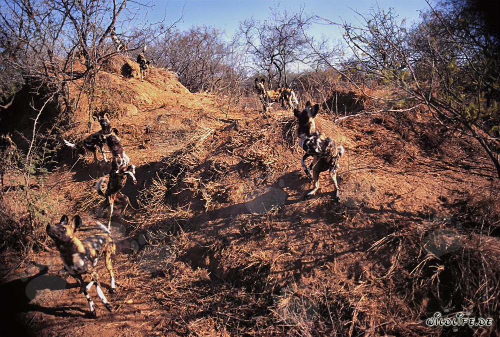 Fascinating African Wild Dogs in their Natural Habitat