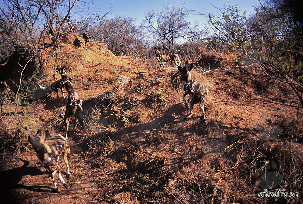 Faszinierende Afrikanische Wildhunde in ihrem natürlichen Lebensraum