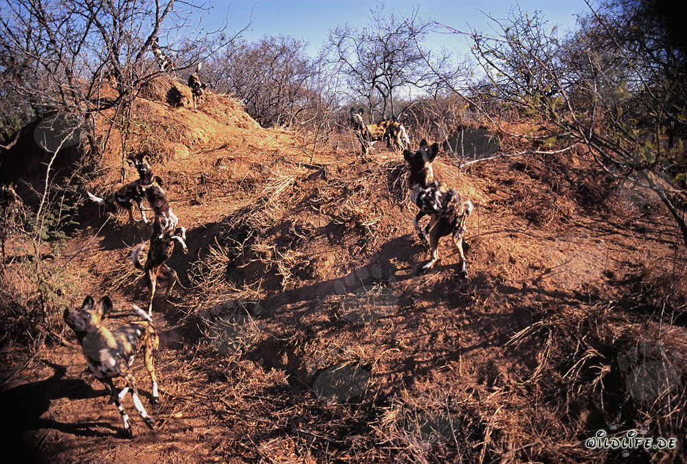 Affascinanti Cani Selvatici Africani nel loro habitat naturale