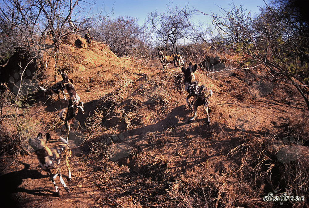 Fascinants Lycaons dans leur habitat naturel africain