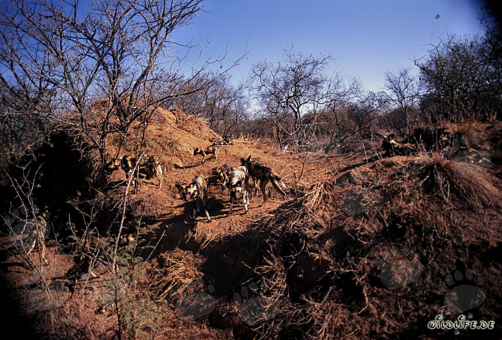 Fascinating African Wild Dogs in the Savannah of South Africa