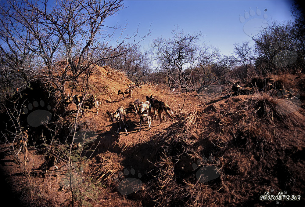 Faszinierende Afrikanische Wildhunde in der Savanne von Südafrika