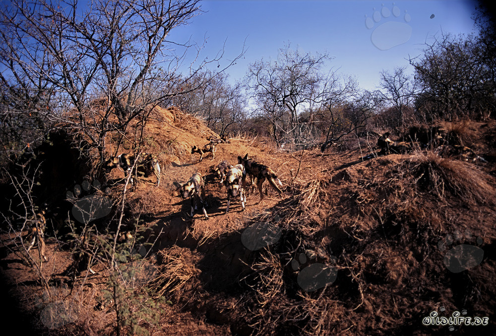 Affascinanti cani selvatici africani nella savana del Sudafrica