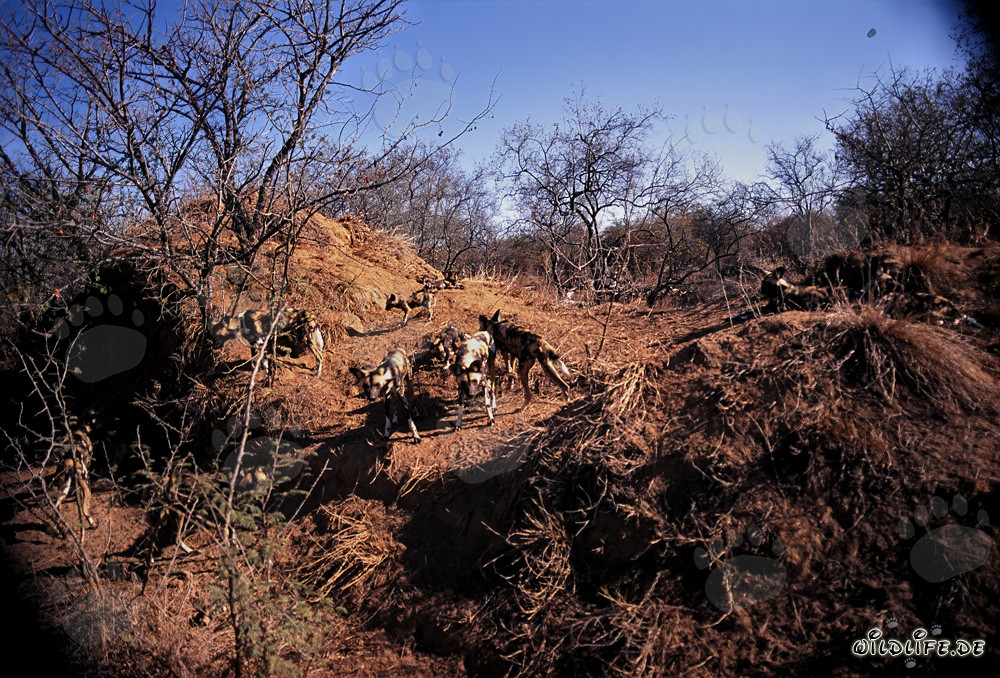Fascinants lycaons d'Afrique dans la savane sud-africaine