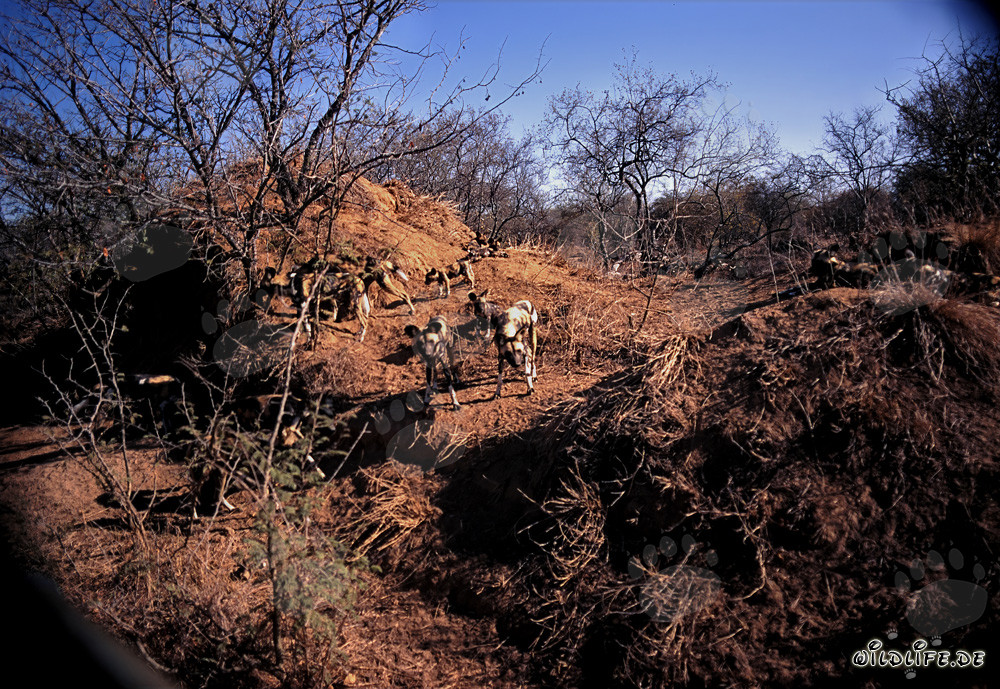Fascinating African Wild Dogs in the Savanna