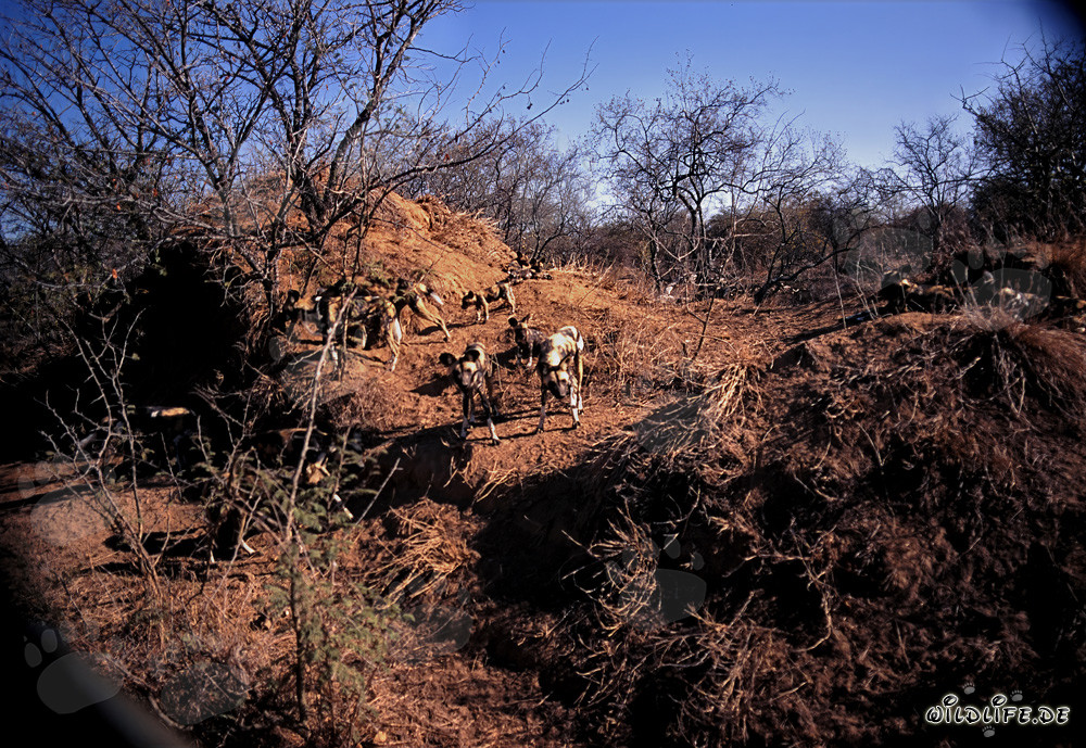 Faszinierende Afrikanische Wildhunde in der Savanne