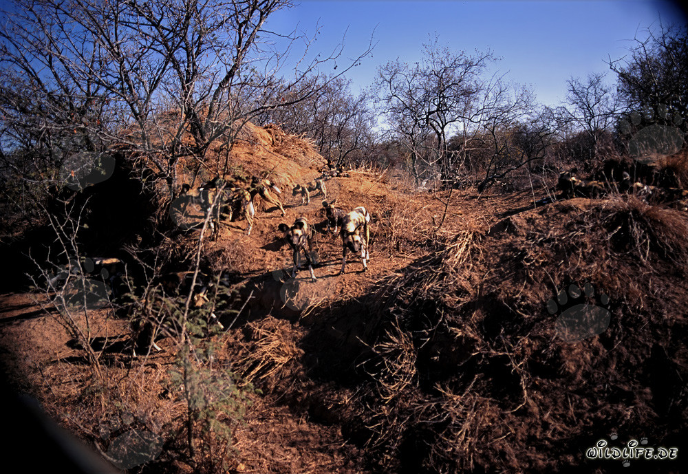 Affascinanti cani selvatici africani nella savana