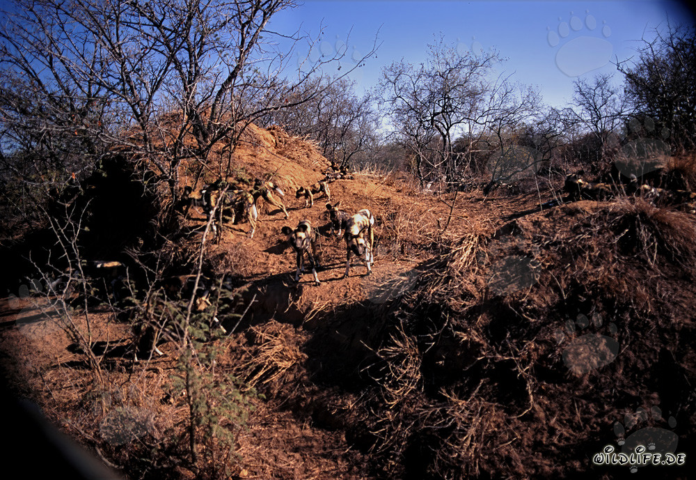 Fascinants chiens sauvages africains dans la savane