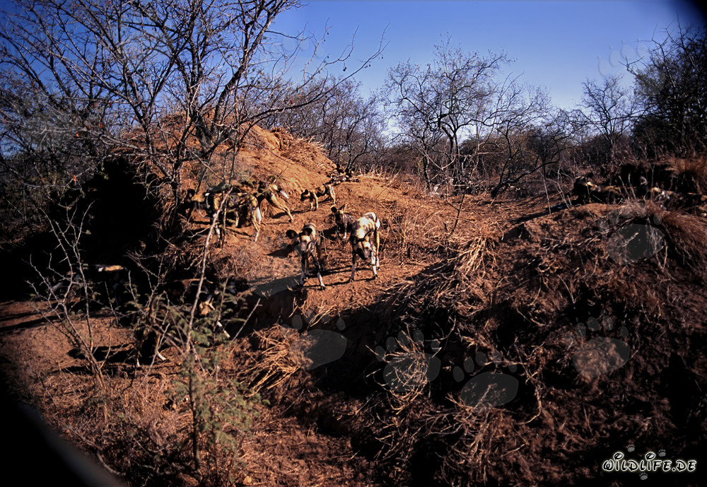 Fascinantes perros salvajes africanos en la sabana