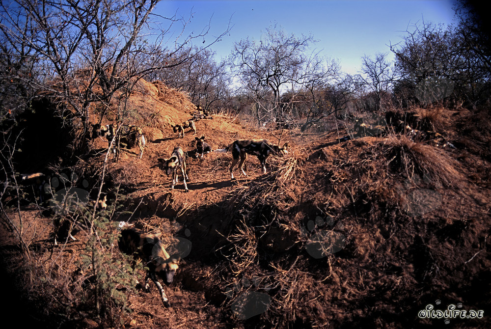 Fascinating African Wild Dogs in their Natural Habitat
