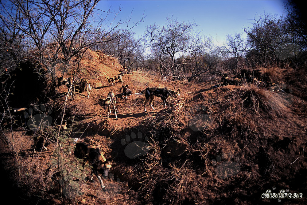 Faszinierende Afrikanische Wildhunde in ihrem natürlichen Lebensraum