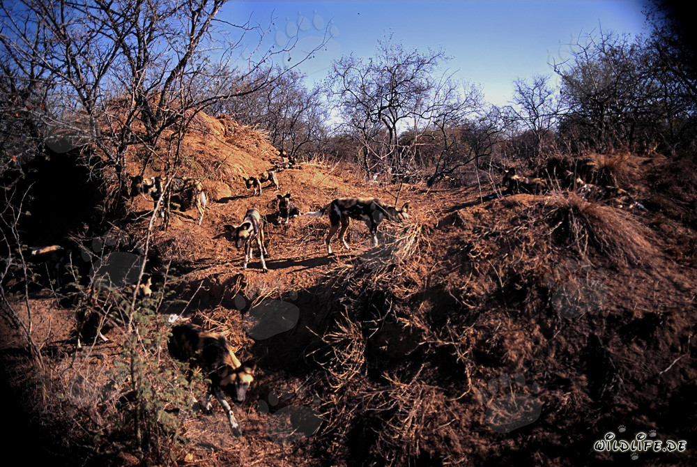 Affascinanti Cani Selvatici Africani nel loro habitat naturale