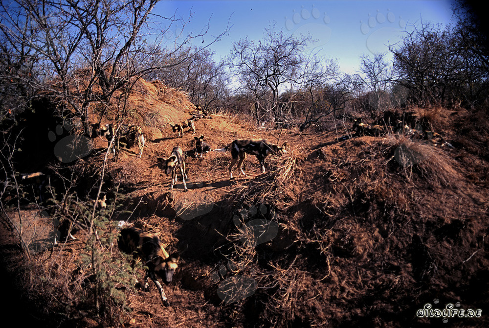 Fascinants Lycaon pictus dans leur habitat naturel en Afrique