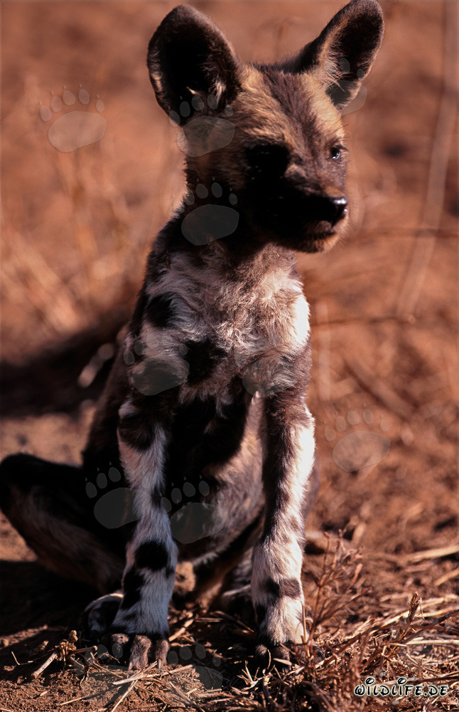 Curious African Wild Dog pup exploring its surroundings