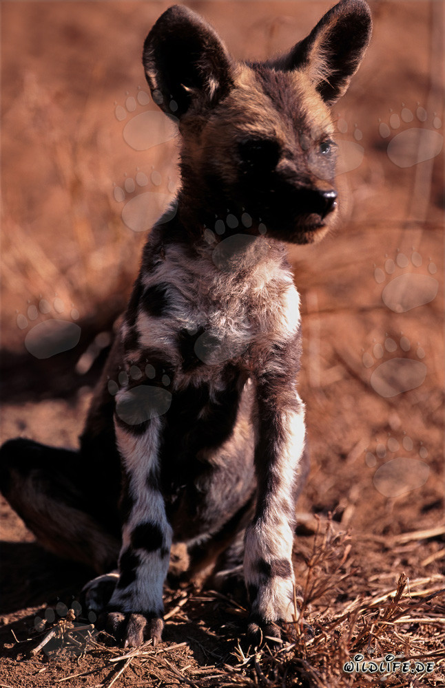 Neugieriger Afrikanischer Wildhund Welpe erkundet seine Umgebung