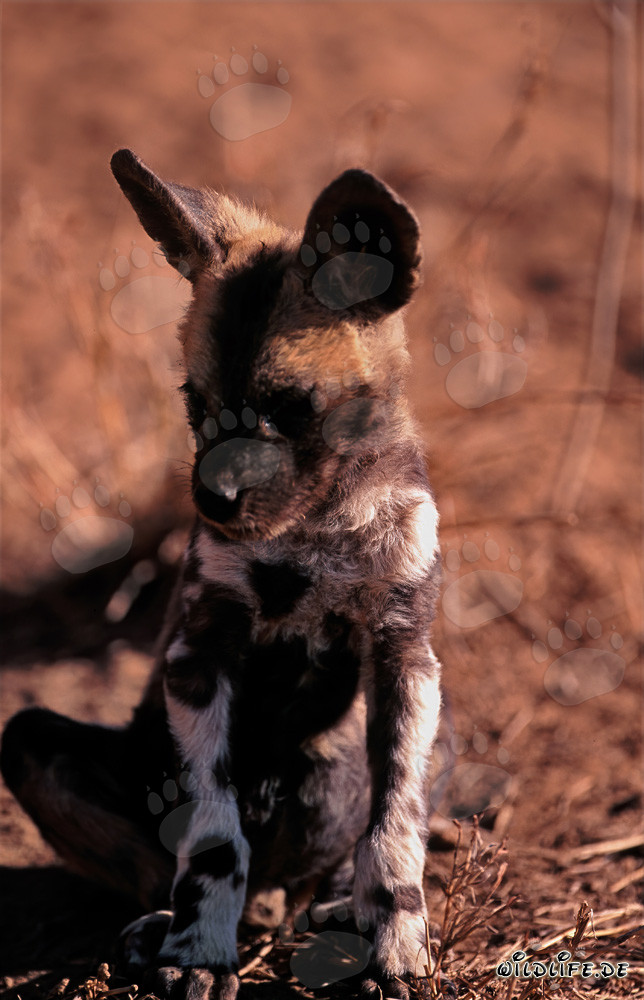 Curious African Wild Dog Pup Exploring the Bush
