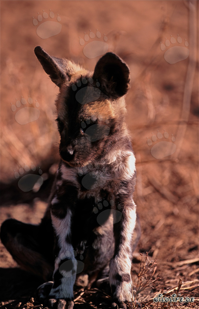 Neugieriger Afrikanischer Wildhund Welpe erkundet den Busch