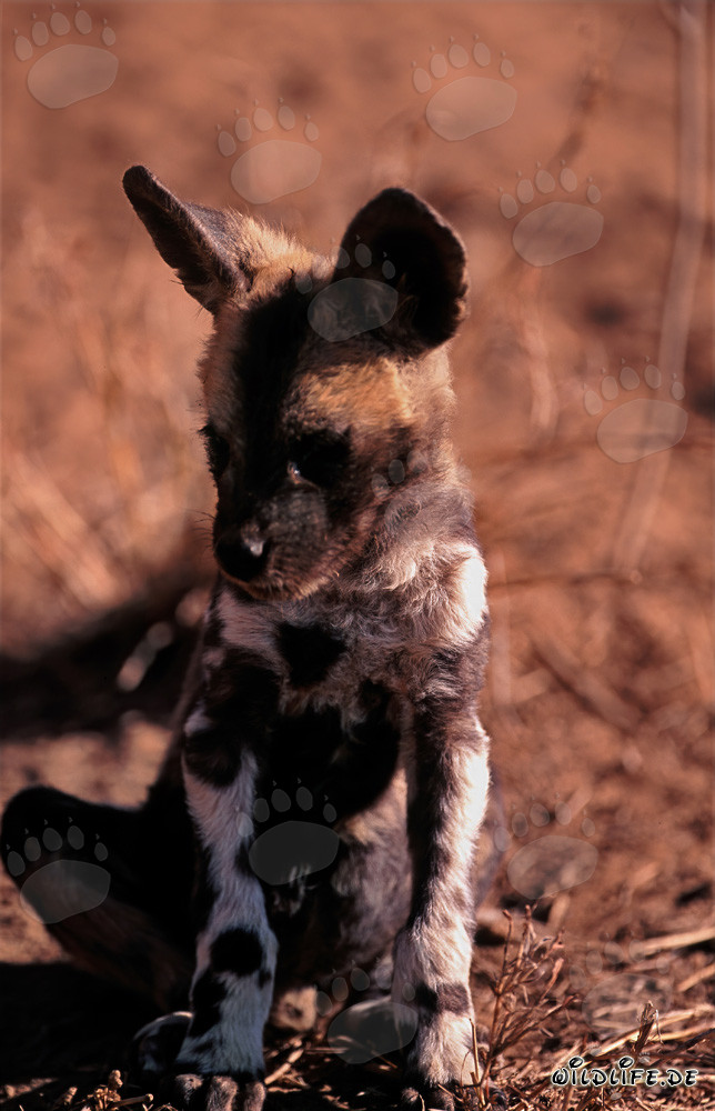 Cachorro curioso de licaón africano explorando el arbusto