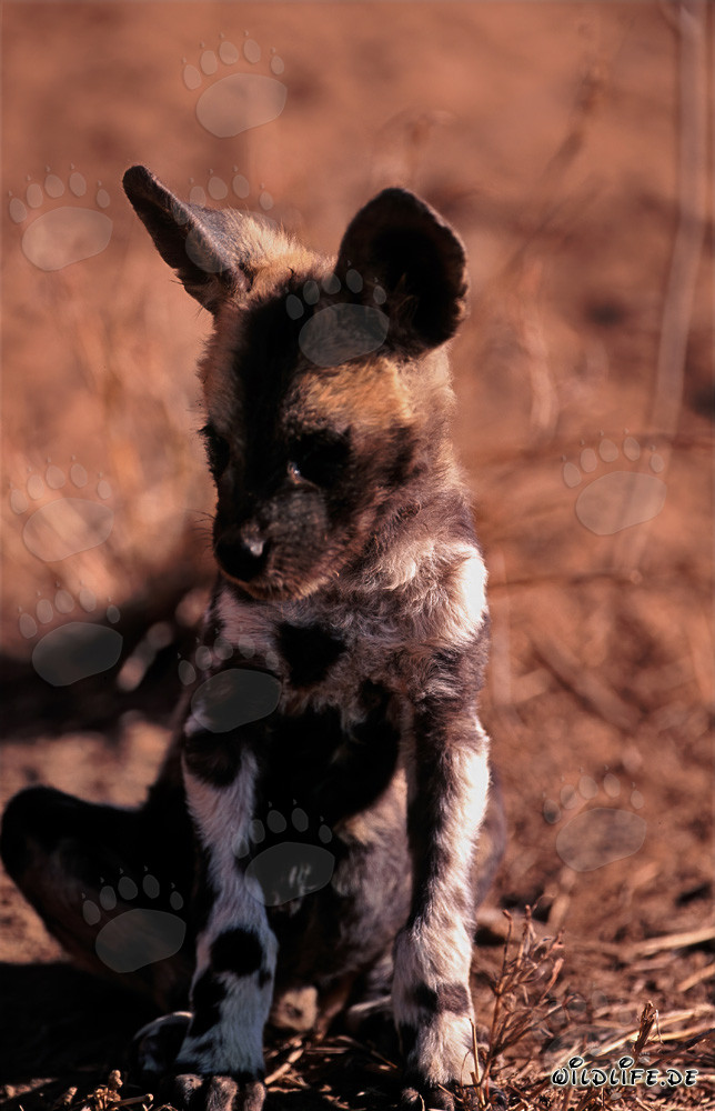 Cucciolo di licaone africano curioso che esplora il cespuglio
