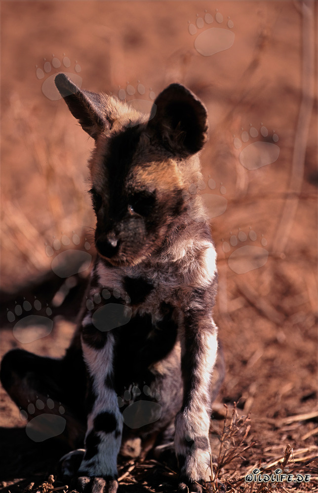 Jeune chiot de lycaon africain curieux explorant la brousse