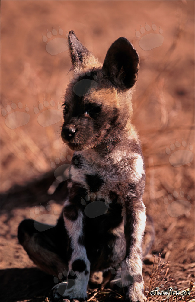 Sweet African Wild Dog Pup Listening Attentively