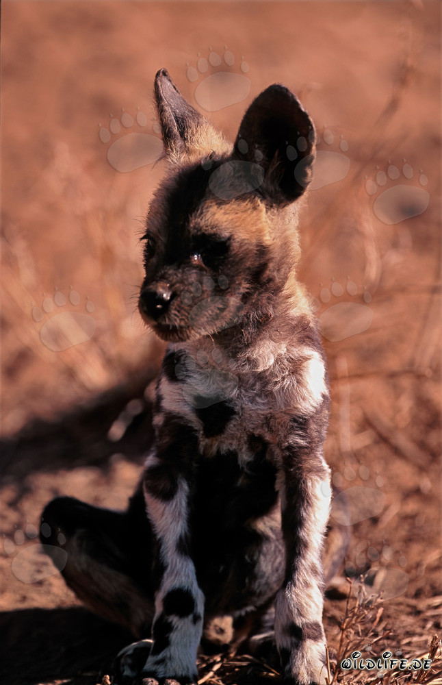 Süßer Afrikanischer Wildhund Welpe lauscht aufmerksam
