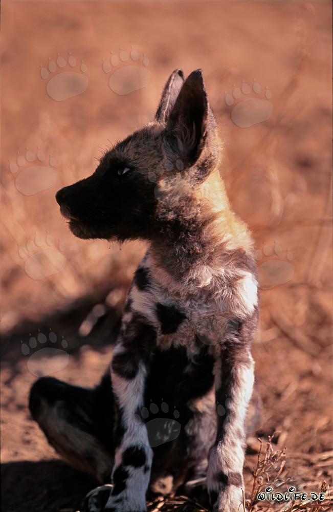 A sound startled an African Wild Dog pup (Lycaon pictus)