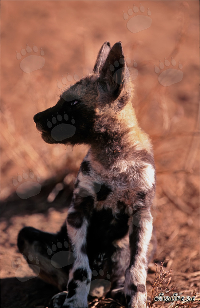 Un sonido asustó a un cachorro de licaón (Lycaon pictus)