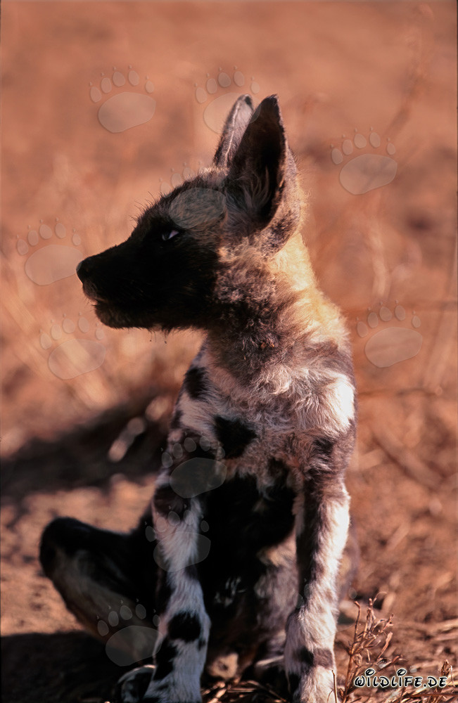 Un rumore ha spaventato un cucciolo di licaone (Lycaon pictus)