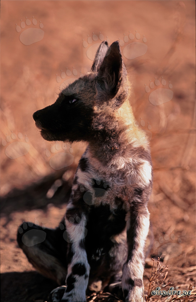 Un bruit a effrayé un chiot de lycaon (Lycaon pictus)